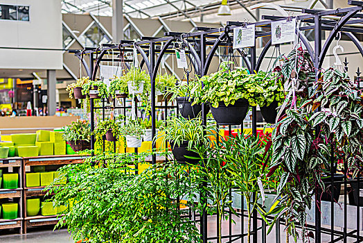 植物,出售,苗圃,购物,复杂,艾伯塔省,加拿大
