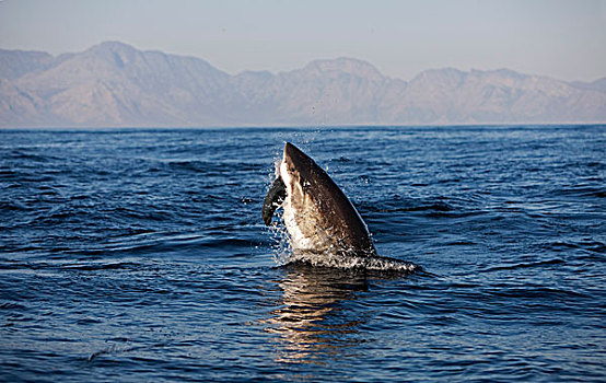 大白鲨,沙鲨属,成年,鲸跃,杀,毛海狮,福尔斯湾,南非