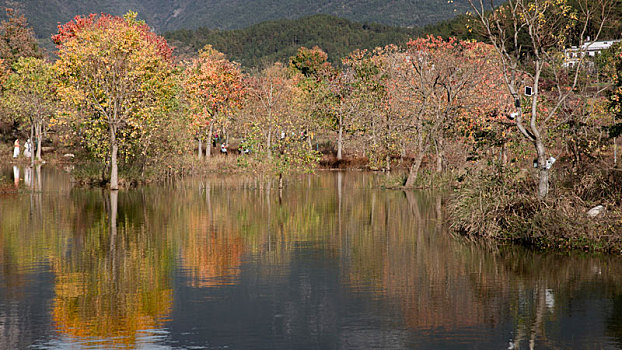 罗田天堂湖水上红叶