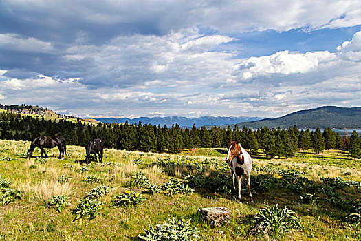 野马,放牧,野花,岛屿,州立公园,蒙大拿,美国