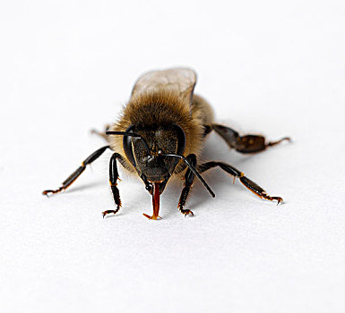 蜜蜂,伸出舌头