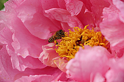 牡丹花,蜜蜂采蜜