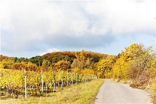 葡萄园,秋天,捷克共和国