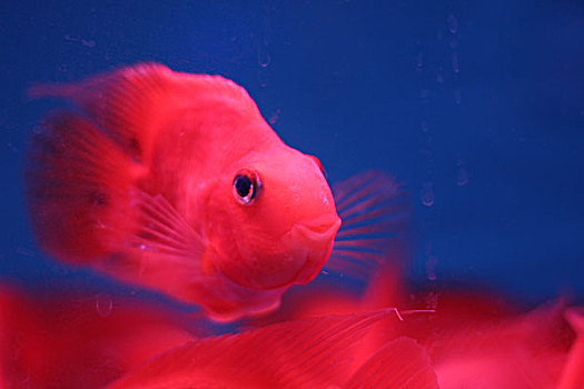 红鹦鹉鱼