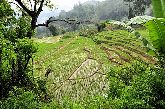 稻米梯田,南亚
