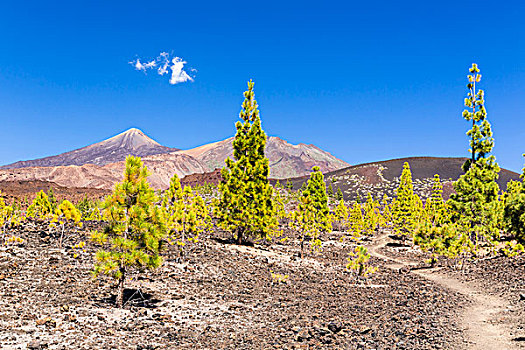 远足,小路,熔岩原,正面,泰德山,世界遗产,泰德国家公园,特内里费岛,加纳利群岛