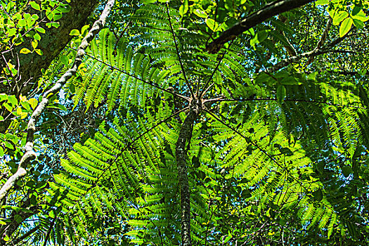 madagascar马达加斯加伞形树