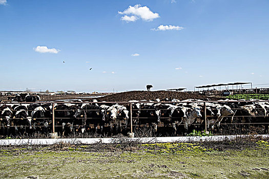 牛,农场,加利福尼亚
