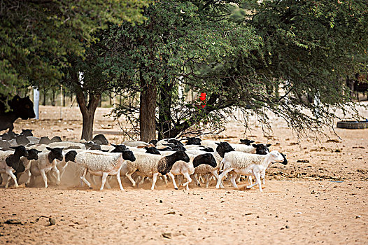 绵羊,农场,纳米比亚