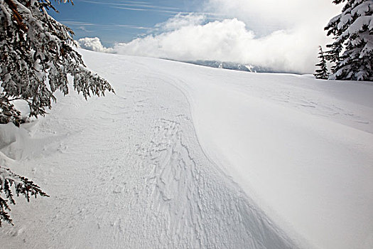 林木线,俄勒冈,美国,雪,斜坡,胡德山