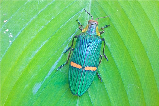 昆虫,泰国