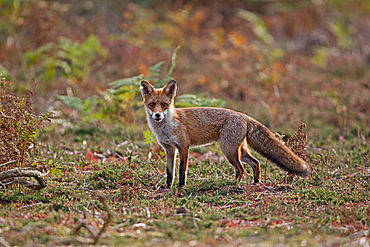 欧洲,红狐,狐属,成年,站立,石南灌丛,自然保护区,英格兰,英国
