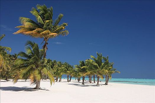 椰树,海滩,靠近,蓬塔卡纳,多米尼加共和国,加勒比海