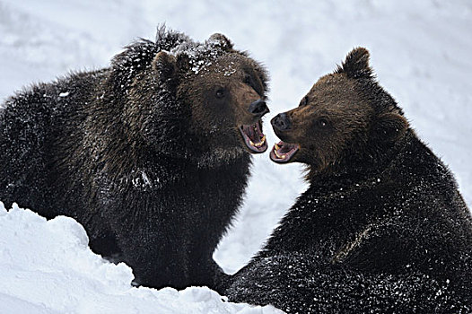 两个,棕熊,熊,雪中