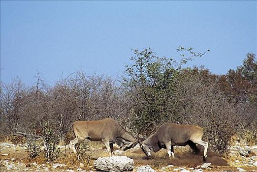 争斗,大羚羊,羚羊,哺乳动物,埃托沙国家公园,纳米比亚,非洲,动物