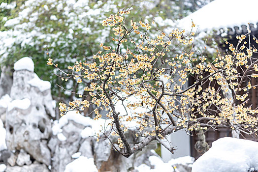 南京愚园雪景