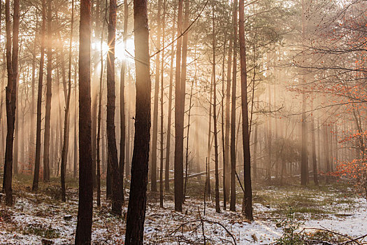 冬天,日出,树林