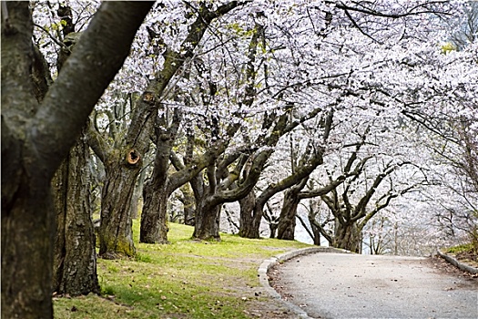 春天,苹果园