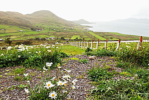 野花,围栏,前景,山,海岸线,远景,凯瑞郡,爱尔兰