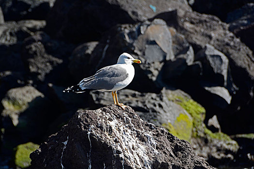 马德拉岛,海鸥,石头