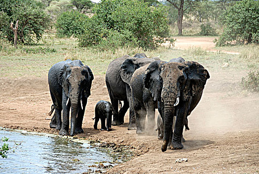 非洲,灌木,大象,非洲象,小,小象,灰尘,旁侧,水坑,靠近,塞伦盖蒂国家公园,坦桑尼亚