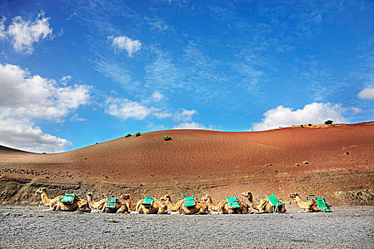 单峰骆驼,车站,蒂玛法雅国家公园,兰索罗特岛,加纳利群岛,西班牙,欧洲