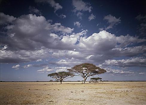 安伯塞利国家公园,肯尼亚