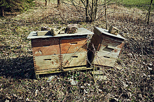 三个,蜜蜂,盒子,边缘,草地,太阳,秋天