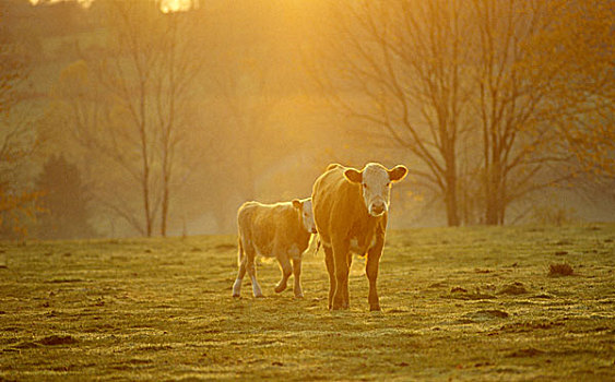 两个,母牛,草场,模糊,金色,早晨