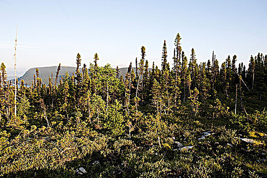 北方针叶林,云杉,拉布拉多犬,沿岸,路线,红色,湾,纽芬兰,加拿大