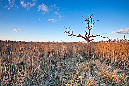 英格兰,孤单,枯木,湿地