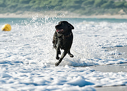 狗,跑,潮汐,海滩,取回,球,安达卢西亚,西班牙