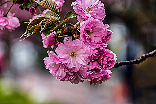 樱花大街景观