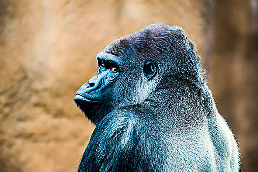 大猩猩,角度,动物园