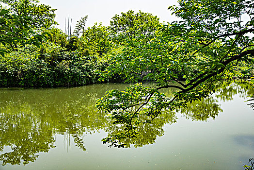 西溪湿地