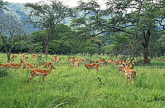 黑斑羚,雄性,眷群,马赛马拉,公园,肯尼亚