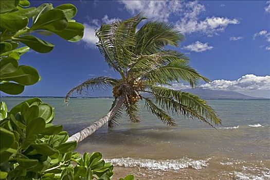 夏威夷,莫洛凯岛,棕榈树,海洋,毛伊岛,远景