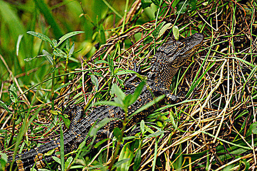 美国短吻鳄,鳄鱼,幼小,大沼泽地国家公园,佛罗里达,美国