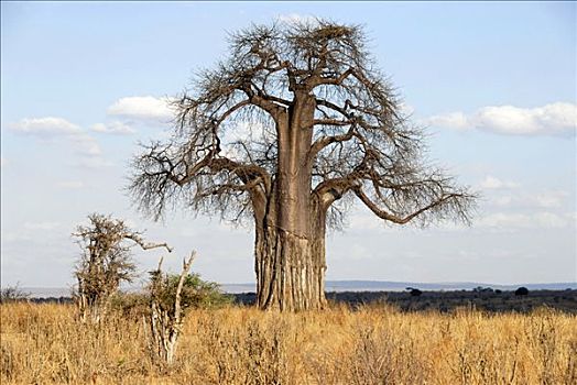 猴面包树,大草原,塔兰吉雷国家公园,坦桑尼亚