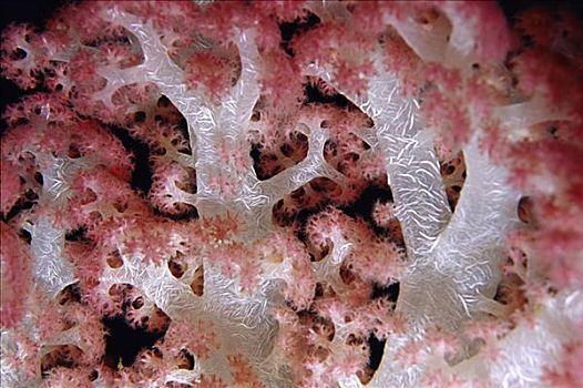 软珊瑚,斐济