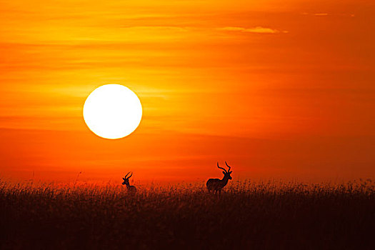 两个,黑斑羚,剪影,日出,马赛马拉国家保护区,肯尼亚,非洲