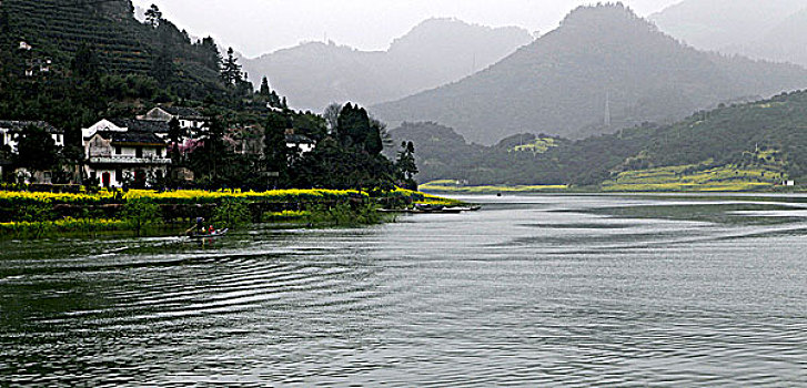 安徽新安江油菜花