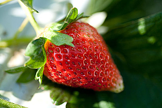 苗栗大湖草莓