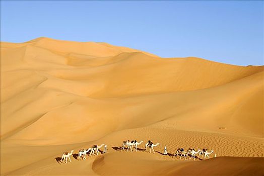 柏柏尔人,走,骆驼,大,沙漠,利比亚