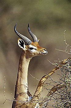 非洲瞪羚,肯尼亚