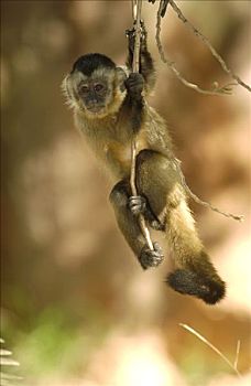 褐色,棕色卷尾猴,树上,栖息地,巴西,南美