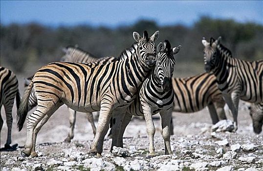 布契尔斑马,马,斑马,哺乳动物,埃托沙国家公园,纳米比亚,非洲,动物