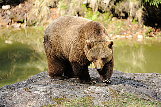 欧亚,棕色的熊,熊棕熊棕熊,在岩石,由水,巴伐利亚森林,德国