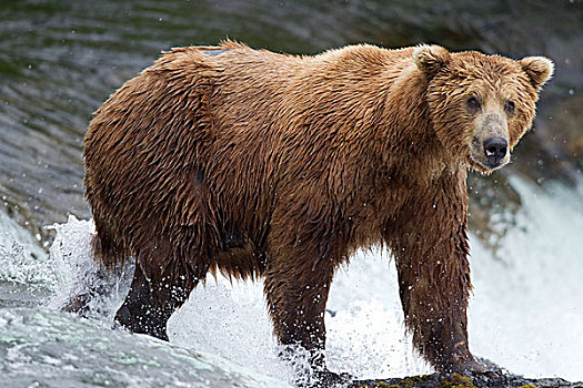 大灰熊,棕熊,河,溪流,秋天,阿拉斯加