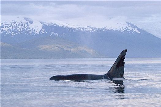 逆戟鲸,平面,东南阿拉斯加